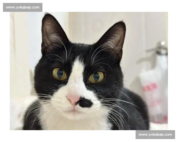 《猫咪训练大比拼：寻找最聪明的猫咪冠军挑战赛》